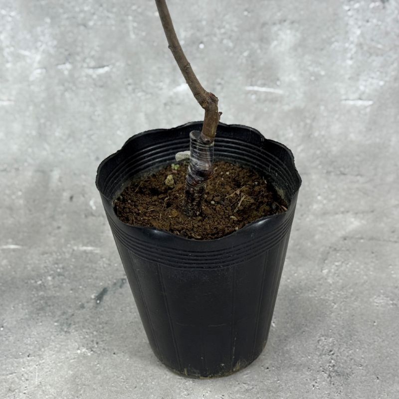 プラム 「ミラベル」 5号ポット苗 果樹 通販 greenery
