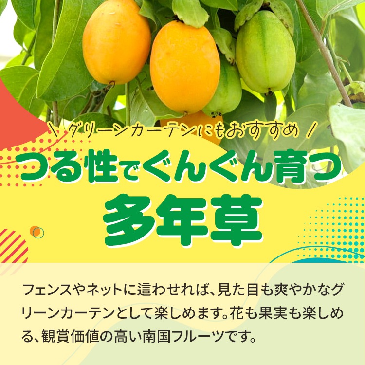 ミズレモン 9cmポット苗 2個セット パッションフルーツ 苗木 果樹 通販