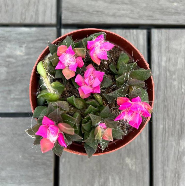 多肉植物 「吹雪の松」 3.5号ポット 園芸 通販 greenery