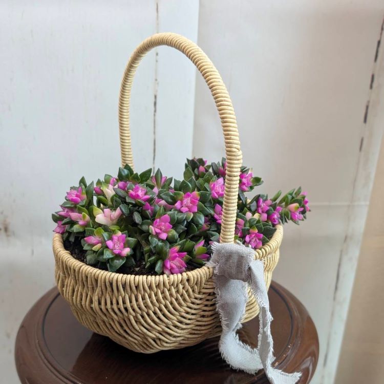多肉植物 「吹雪の松」 3.5号ポット 園芸 通販 greenery