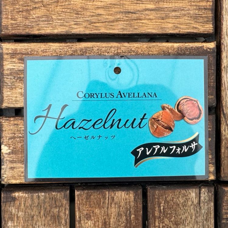 ヘーゼルナッツ 「アレアルフォルサ」 4.5号ポット 苗 通販 greenery