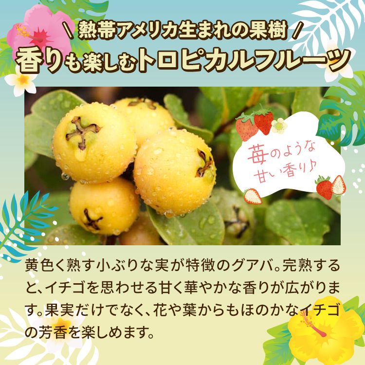 グアバ 「イエローストロベリーグアバ」 9cmロングポット 果樹 苗