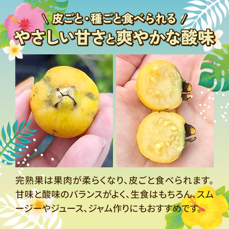 グアバ 「イエローストロベリーグアバ」 9cmロングポット 果樹 苗