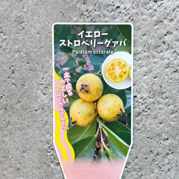 イエローストロベリーグァバ　ポットごと グアバ 「イエローストロベリーグアバ」 9cmロングポット 果樹 苗