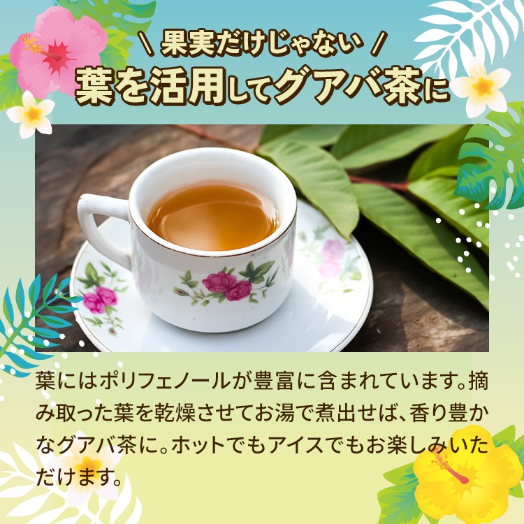 グアバ 「イエローストロベリーグアバ」 9cmロングポット 果樹 苗