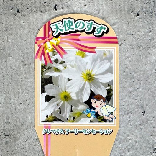 クレマチス 「アーリーセンセーション」 3号ポット 苗 花 植物 通販