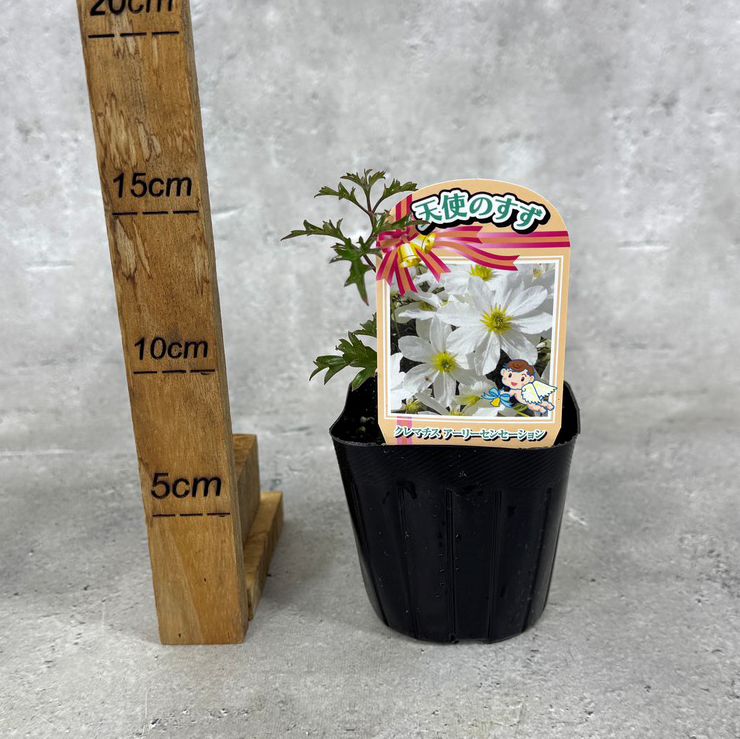 クレマチス 「アーリーセンセーション」 3号ポット 苗 花 植物 通販