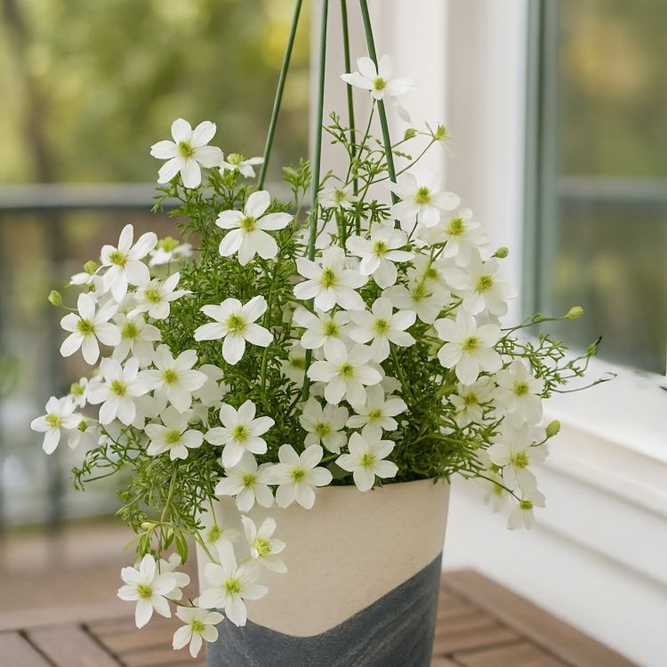クレマチス 「アーリーセンセーション」 3号ポット 苗 花 植物 通販