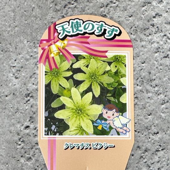 クレマチス 「ピクシー」 3号ポット 苗 花 植物 通販 greenery