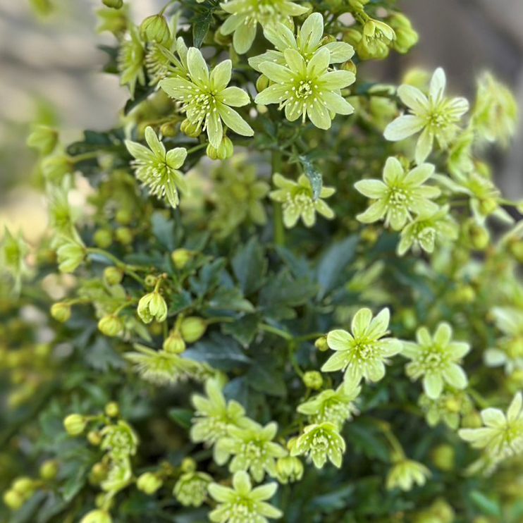 クレマチス 「ピクシー」 3号ポット 苗 花 植物 通販 greenery