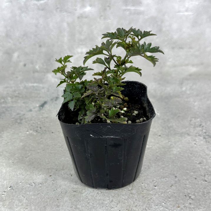 クレマチス 「ピクシー」 3号ポット 苗 花 植物 通販 greenery