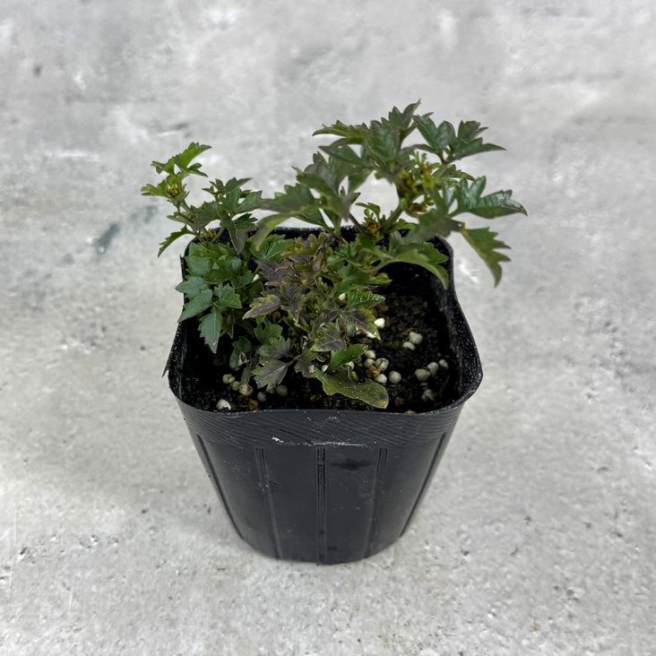 クレマチス 「ピクシー」 3号ポット 苗 花 植物 通販 greenery