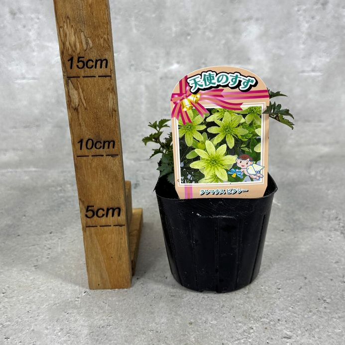クレマチス 「ピクシー」 3号ポット 苗 花 植物 通販 greenery