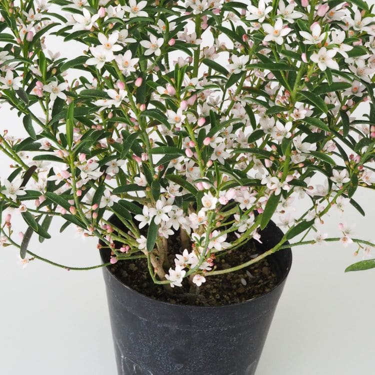 エリオステモン 16cm鉢植え オージー 観葉植物 greenery