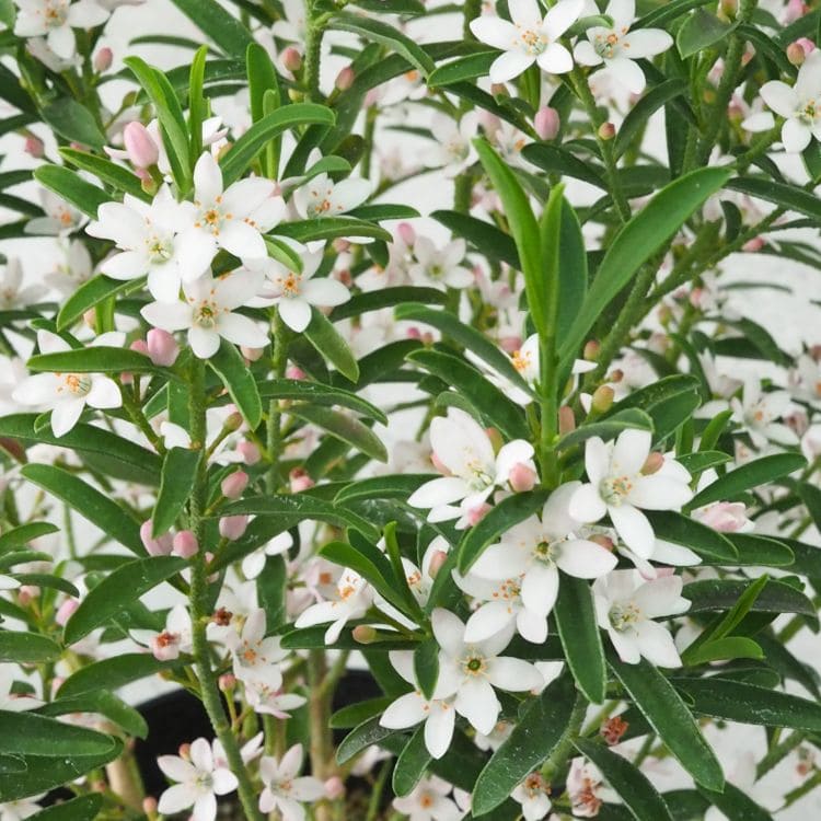 エリオステモン 16cm鉢植え オージー 観葉植物 greenery