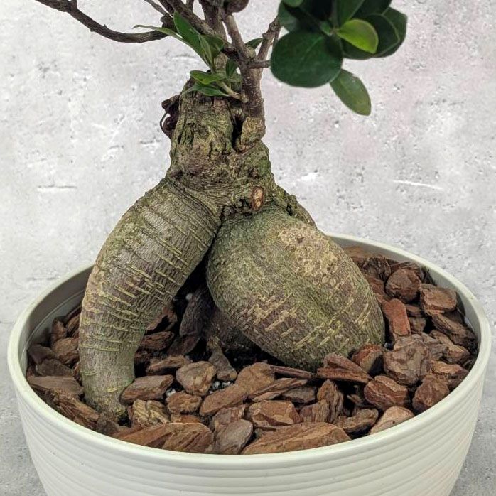 中国ガジュマル 8号鉢植え（白） 観葉植物 通販 greenery