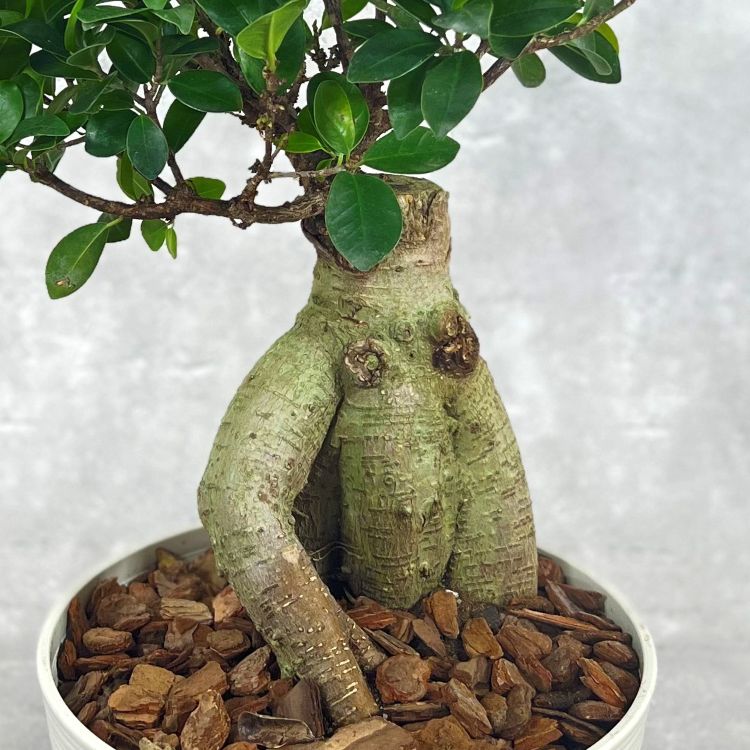 中国ガジュマル 8号鉢植え（白） 観葉植物 通販 greenery