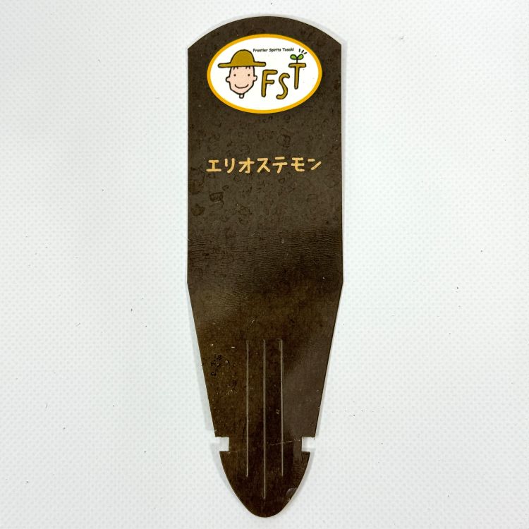 エリオステモン 9cmポット苗 オージー 観葉植物 greenery