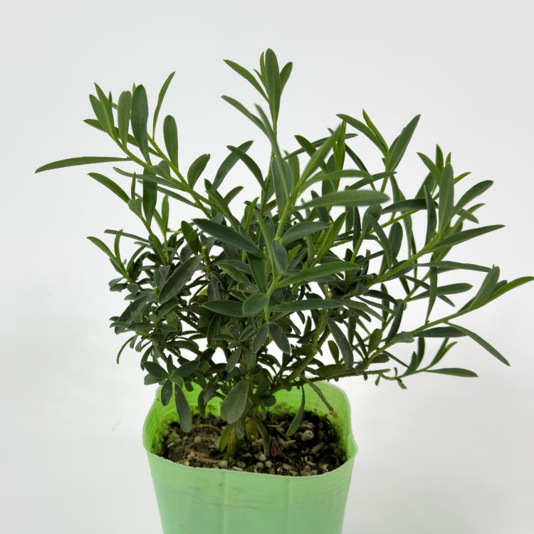 エリオステモン　挿し木苗 エリオステモン 9cmポット苗 オージー 観葉植物 greenery