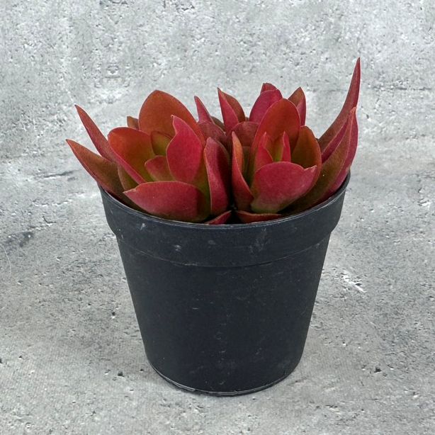 火祭り クラッスラ 多肉植物 キャンプファイヤー 苗 花 植物 通販 greenery