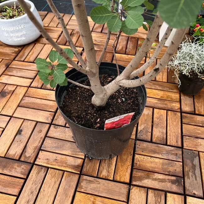 スモークツリー 赤花 8号 プラスチック鉢 1点もの 園芸 ガーデニング