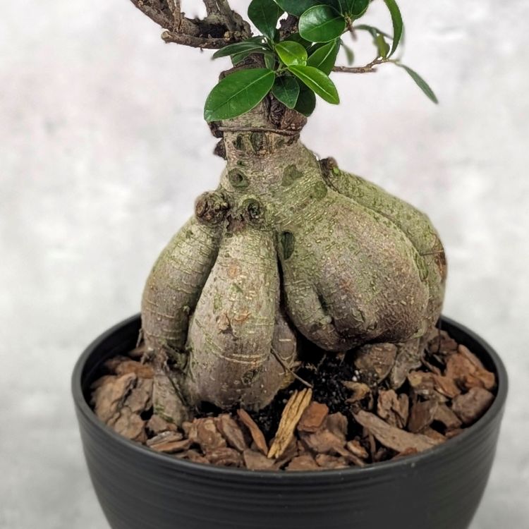 【現品】ガジュマル　8号　黒鉢　（5） 現品】ガジュマル 8号 黒鉢 （5）