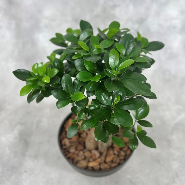 【現品】ガジュマル　8号　黒鉢　（3） 中国ガジュマル 8号鉢植え（黒） 観葉植物 通販 greenery