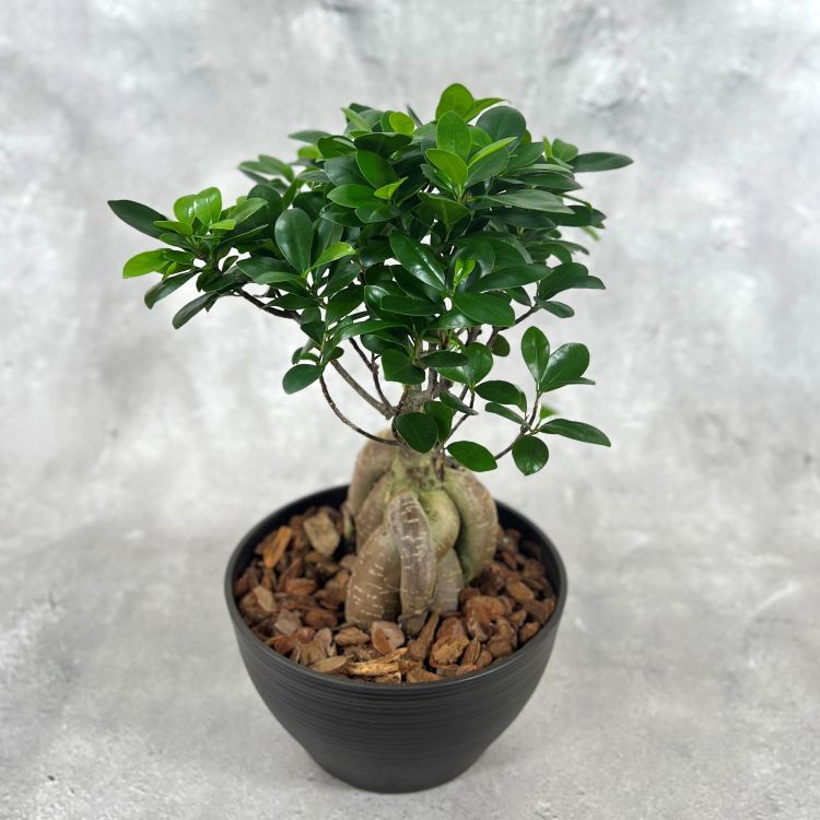 中国ガジュマル 8号鉢植え（黒） 観葉植物 通販 greenery