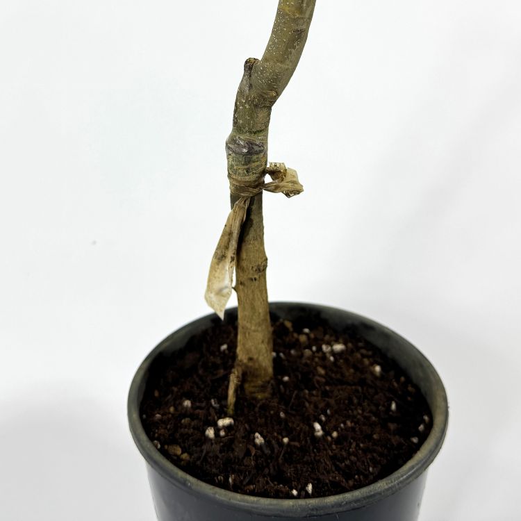 栗 「銀寄」ぎんよせ ギンヨセ クリ 果樹 苗 苗木 通販 greenery