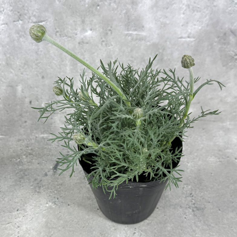 ローダンセマム カップケーキ 12cmポット 苗 花 植物 通販 greenery