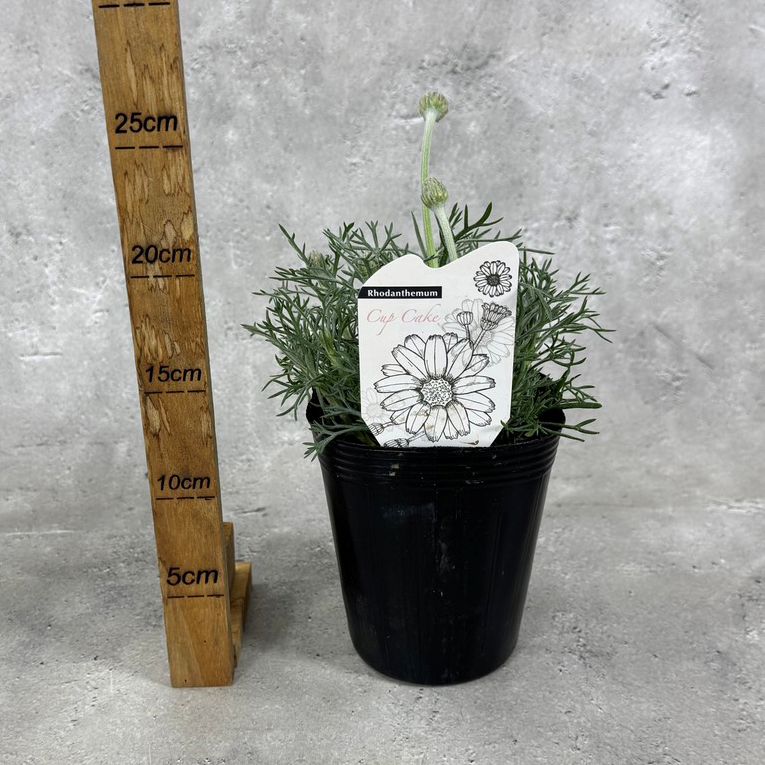 ローダンセマム カップケーキ 12cmポット 苗 花 植物 通販 greenery
