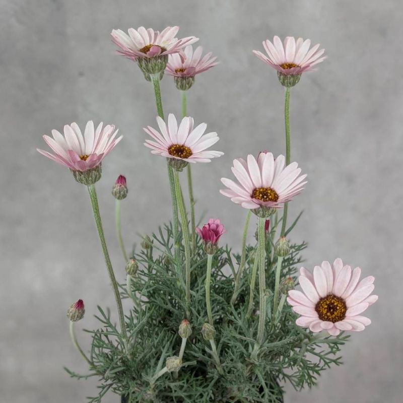 ローダンセマム カップケーキ 12cmポット 苗 花 植物 通販 greenery