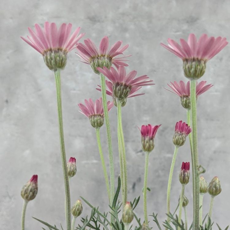 ローダンセマム カップケーキ 12cmポット 苗 花 植物 通販 greenery