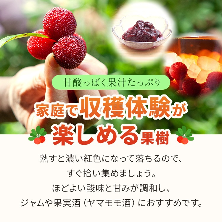 ヤマモモ(山桃) 「東魁」(とうかい)雌木 5号ポット苗 苗木 通販 greenery