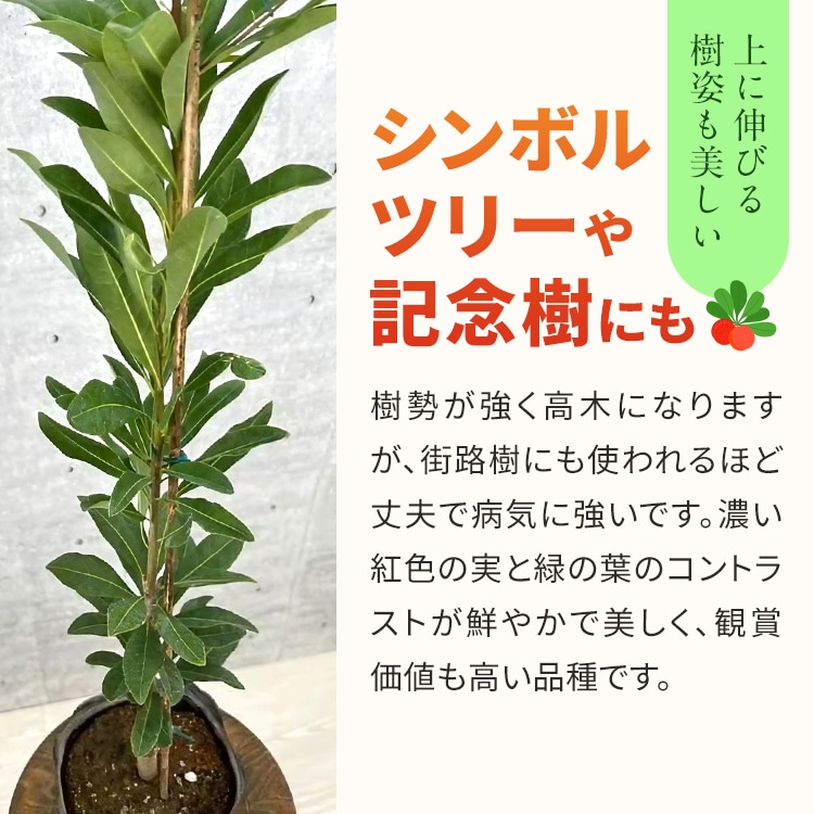 山桃果樹苗木接木　ヤマモモ　東魁メス苗3本セット ヤマモモ(山桃) 「東魁」(とうかい)雌木 5号ポット苗 苗木 通販 greenery