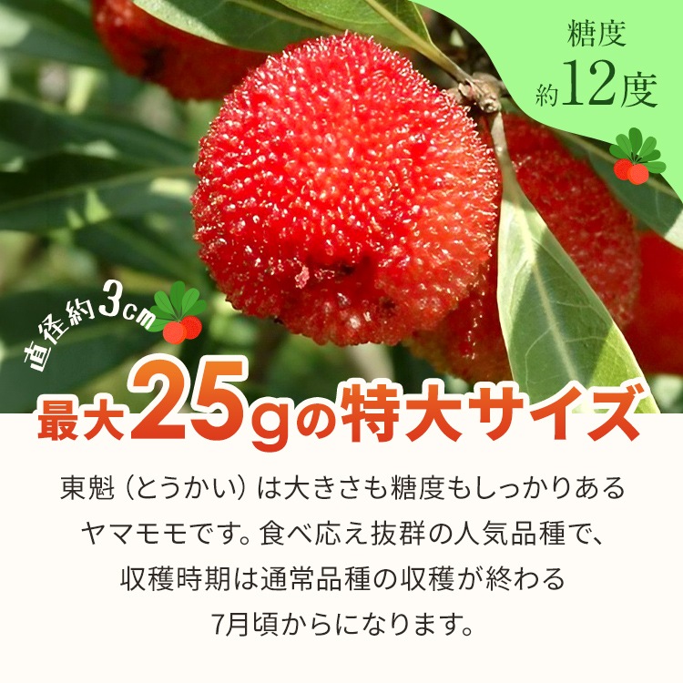 ヤマモモ（特大サイズ） ヤマモモ(山桃) 「東魁」(とうかい)雌木 5号ポット苗 苗木 通販 greenery