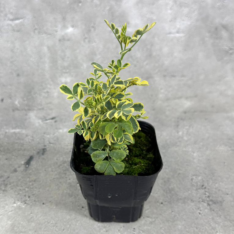 コロニラ バレンティナ バリエガータ 斑入り 9cmポット 苗 花 植物