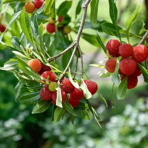 ヤマモモ(山桃)「森口」(もりぐち)雌木5号ポット苗 苗木 通販