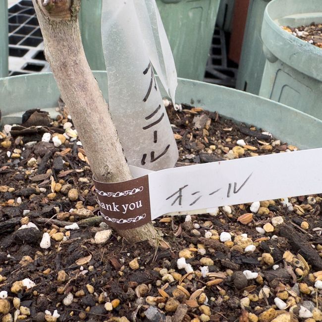 ブルーベリー 「オニール」サザンハイブッシュ 果樹 苗 苗木 通販 greenery