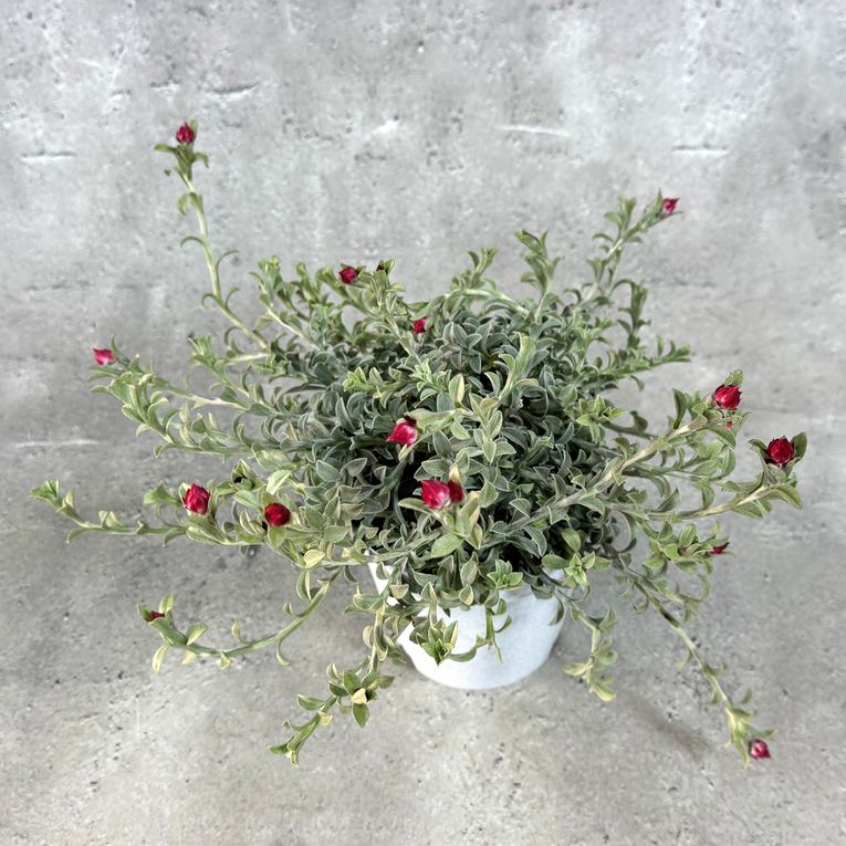シンカルファ ハートクイーン 10.5cm硬質ポット ヘリクリサム 苗 花