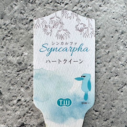 シンカルファ ハートクイーン 10.5cm硬質ポット ヘリクリサム 苗 花
