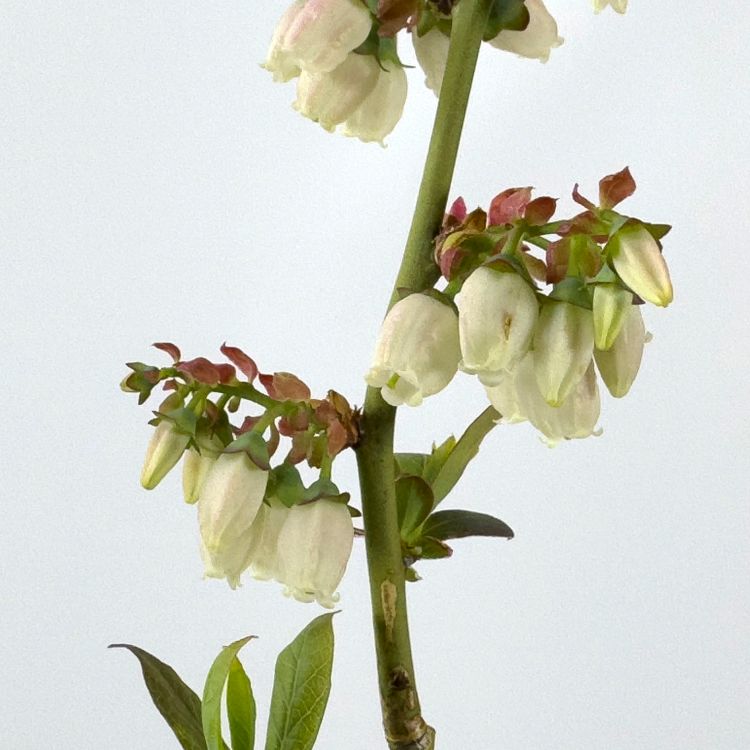 ブルーベリー 「ブラデン」ブラッデン ブランデン サザンハイブッシュ