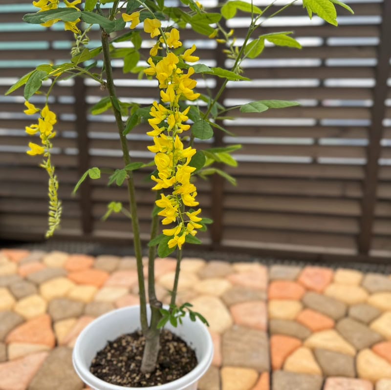 キングサリ<br>6号鉢