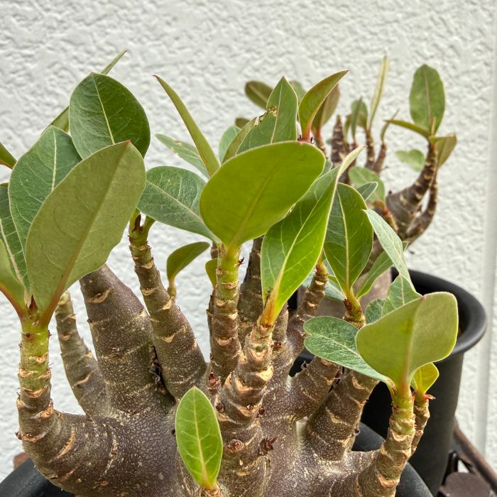 アデニウム アラビカム ブラックスキン 塊根 黒肌 レア 希少 観葉植物
