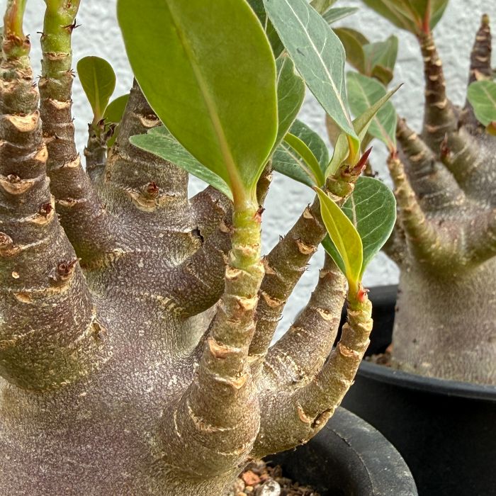 アデニウム アラビカム ブラックスキン 塊根 黒肌 レア 希少 観葉植物