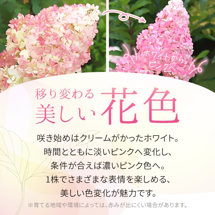 ピラミッドアジサイ「バニラストロベリー」5号ナーセリーポット苗 花