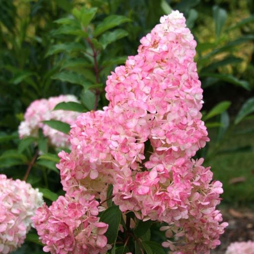 ピラミッドアジサイ<br>「バニラストロベリー」<br>5号ナーセリーポット苗