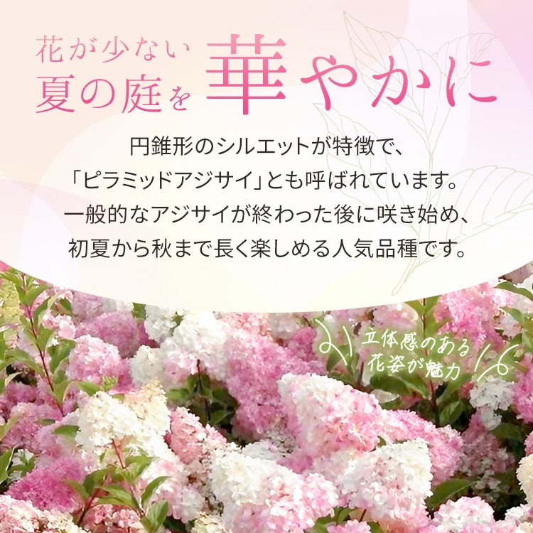 ピラミッドアジサイ「バニラストロベリー」5号ナーセリーポット苗 花