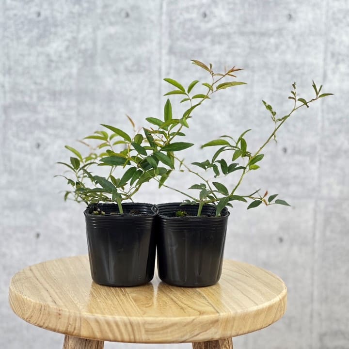 ミニ薔薇　モッコウバラ　白花　盆栽　まるり鉢 ミニ薔薇 モッコウバラ 白花 盆栽 まるり鉢