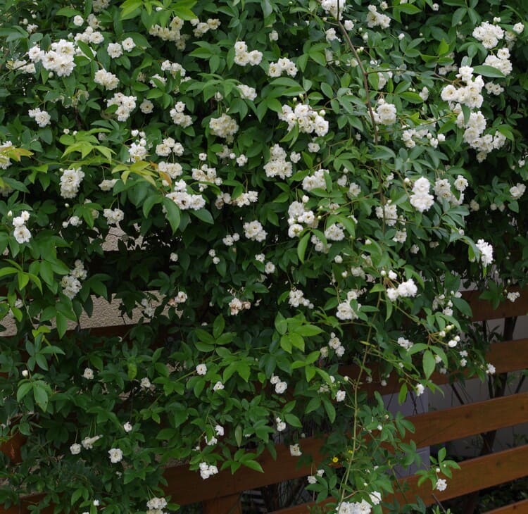 モッコウバラ （木香薔薇） 白花 9cmポット苗 2個セット 園芸
